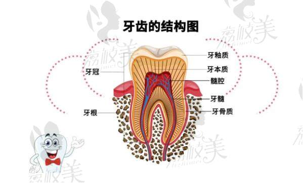 牙齿的价格图