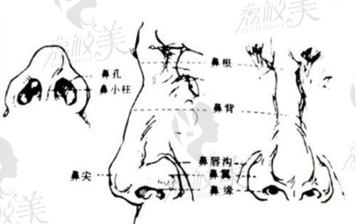 孙庆年鼻整形结构图