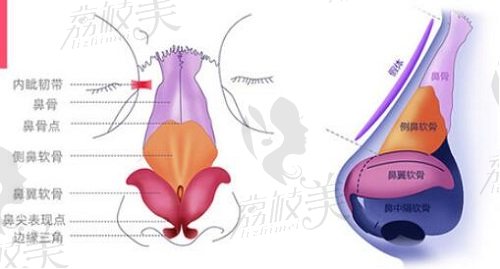 羅志敏醫(yī)生隆鼻構(gòu)造