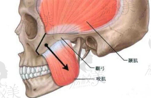 腰肌在面部的位置