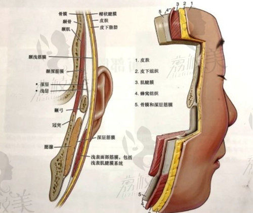 面部组织结构