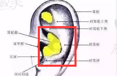 師俊莉取耳軟骨的位置