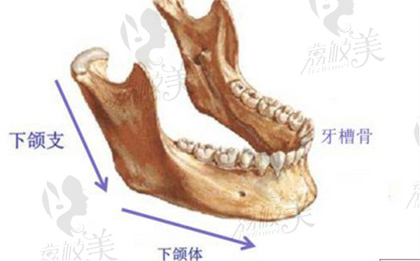 牙槽骨