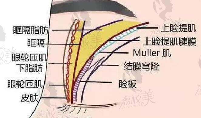 復雜的眼部結構