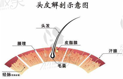 微针植发的优势.jpg