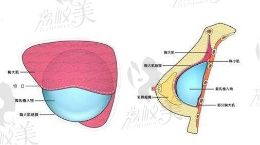 胸部结构示意图