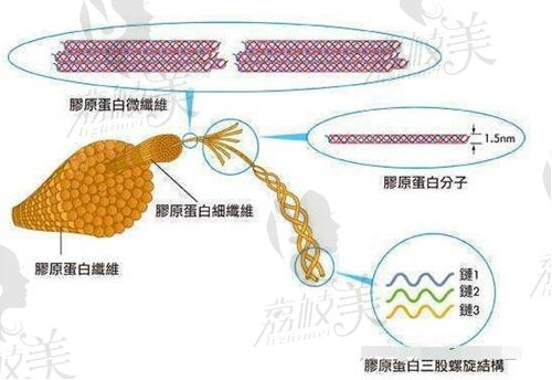 胶原蛋白机构