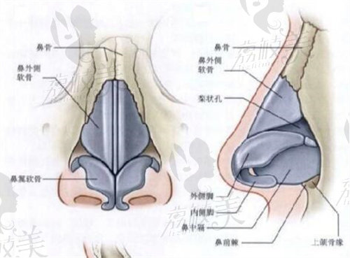 鼻部结构