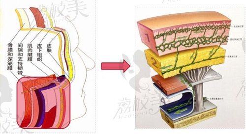 王明利全脸自体脂肪填充技术