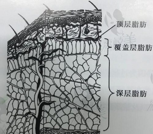 冯斌脂肪移植