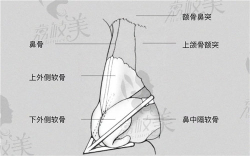 成都铜雀台医疗美容医院周柯医生提及的鼻梁分布图