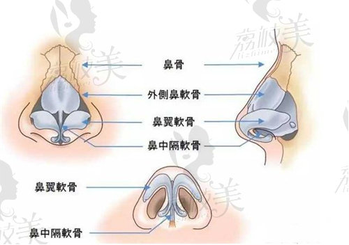 周順波提及鼻部分布圖