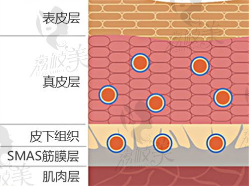 皮肤结构