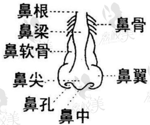 鼻子結(jié)構(gòu)示意圖