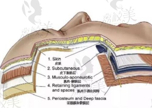 皮肤层次示意图