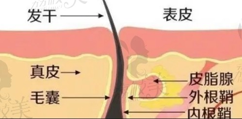 毛发结构