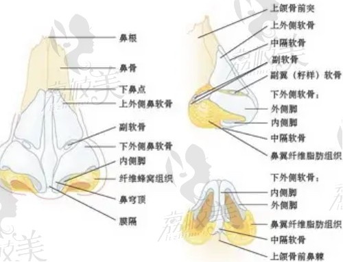 鼻部剖析圖