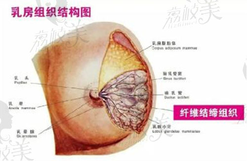 乳房组织结构图