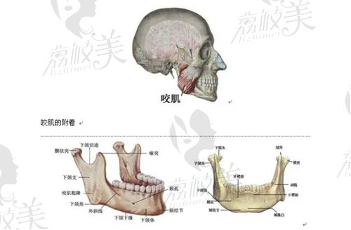 陈小平医生说的下颌骨成型术有关内容