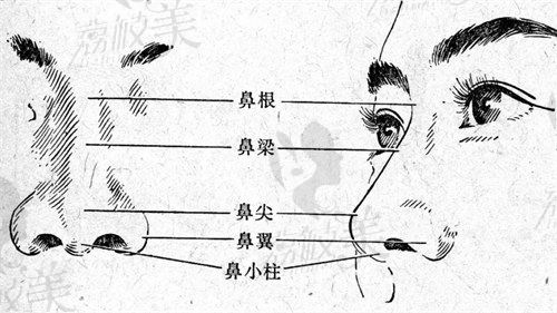 鼻部示意圖