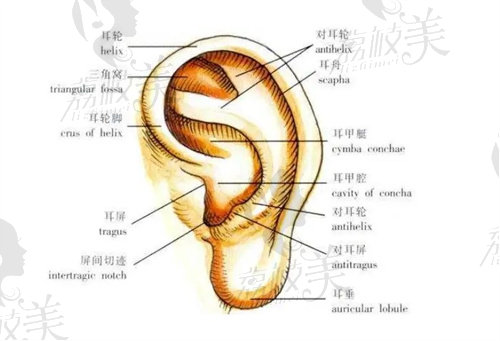 耳部结构示意图