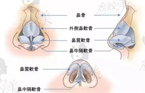 鼻部結(jié)構(gòu)示意圖