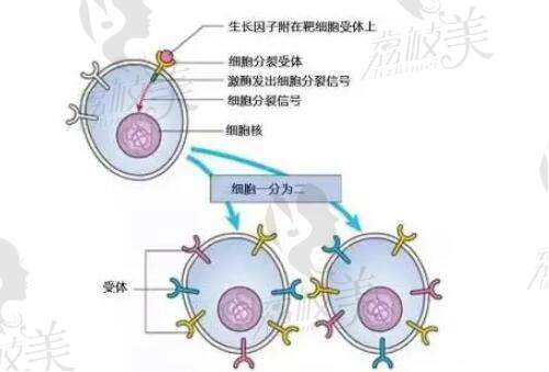 李方奇生长因子取出