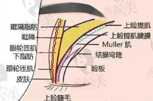 眼睛结构图