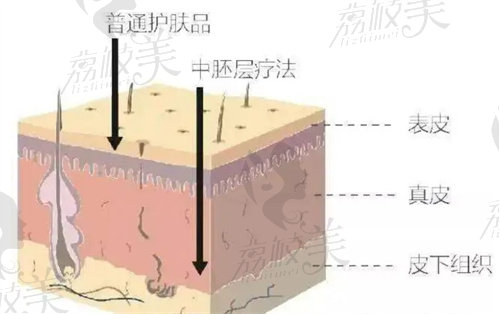 护肤示意图