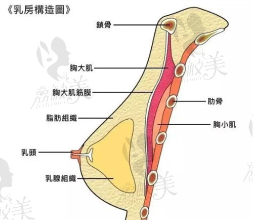 胸部结构示意图