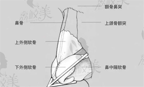 鼻部组织示意图