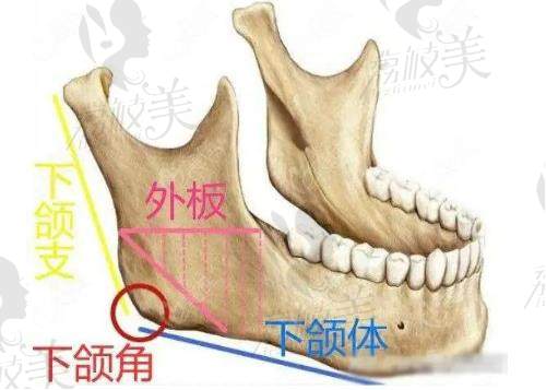 下颌角和外板结构