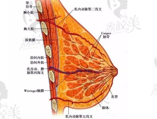 刘歆医生假体隆胸技术挺好的