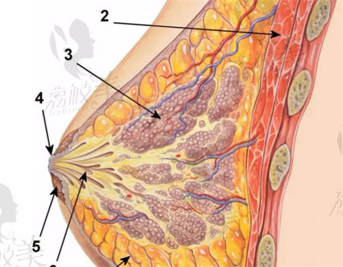 乳晕缩小术示意图