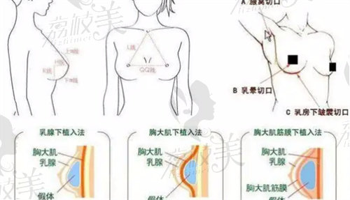 乳腺组织的分层