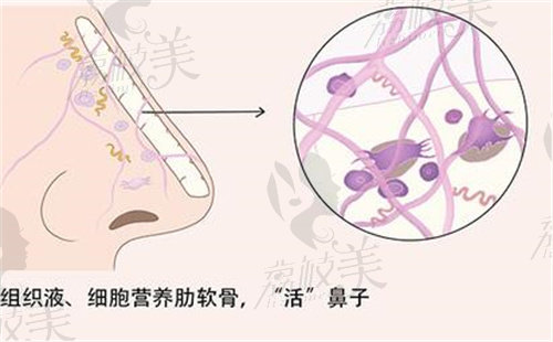 田孝臣做鼻子鼻型自然