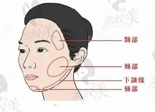 面部结构示意