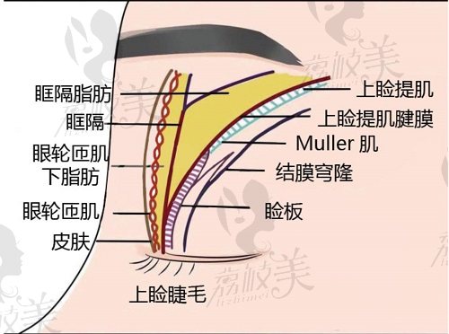 王鹤霏双眼皮