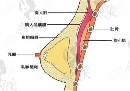 胸部結(jié)構(gòu)圖