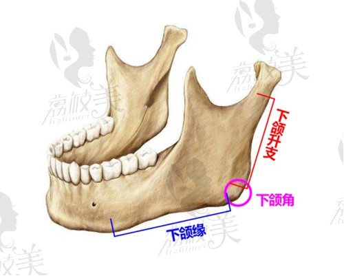 下颌角演示图