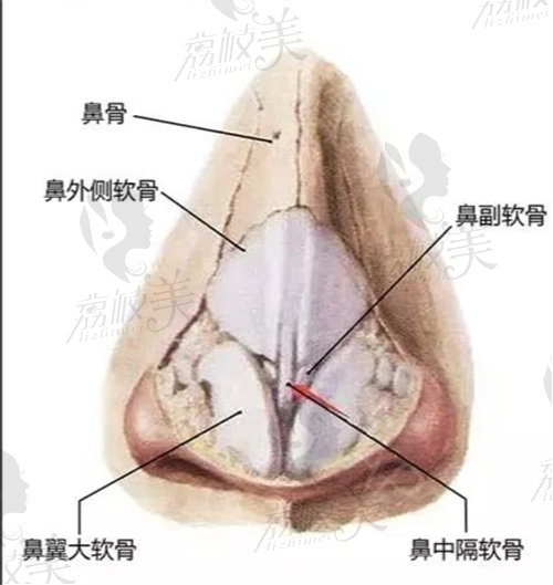 ?？溯x鼻子機(jī)構(gòu)