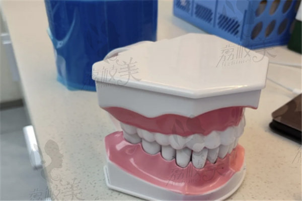 上海鑫齿口腔牙齿模型