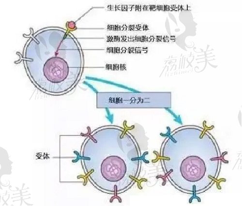 北京八大处郭鑫取生长因子