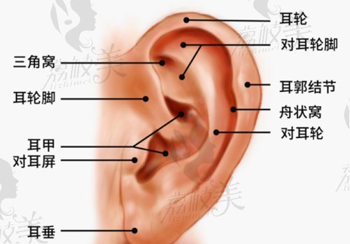 庄洪兴医生耳再造怎么样？