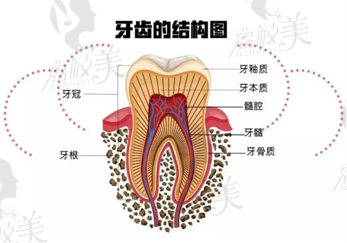 自测牙齿是否烂到牙神经