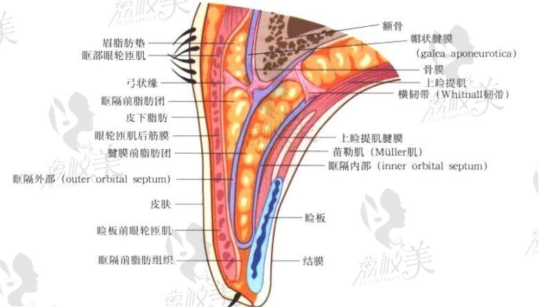 杜园园修复双眼皮实例