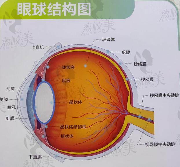 眼球的结构图