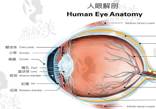 王乐今在哪家医院坐诊