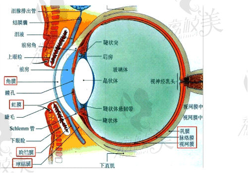 后巩膜加固术成熟