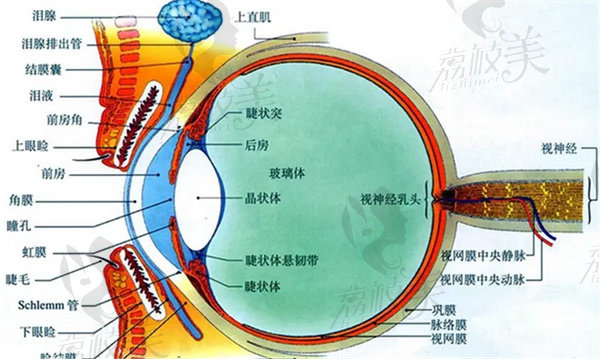 近视可从800度降到100度吗